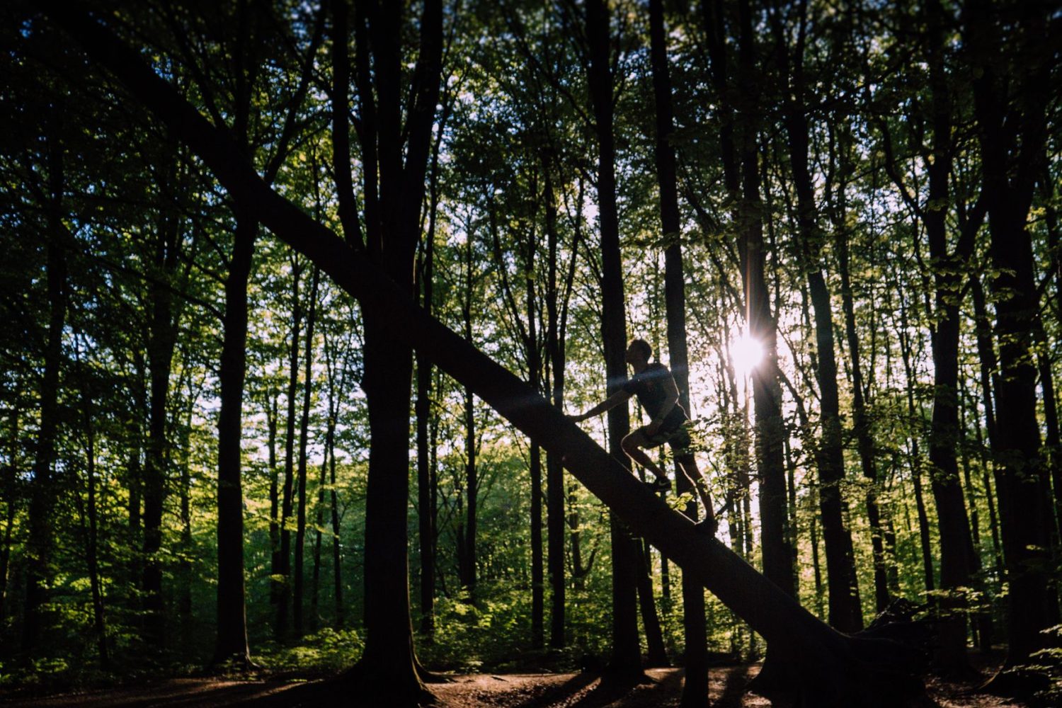 Accrobranche à Treigny : Nature Adventure au Bois de la Folie