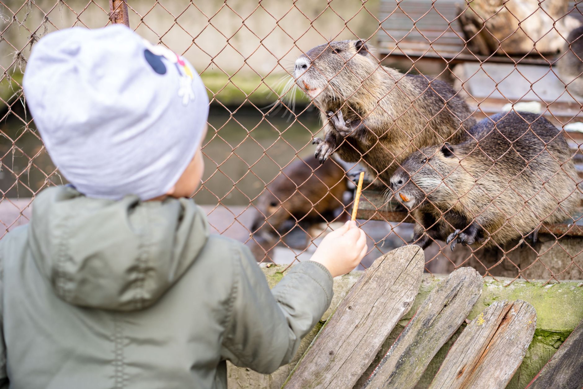 Quels parcs animaliers choisir en Dordogne selon l’âge et le temps disponible ? — parc animalier Dordogne visite en famille