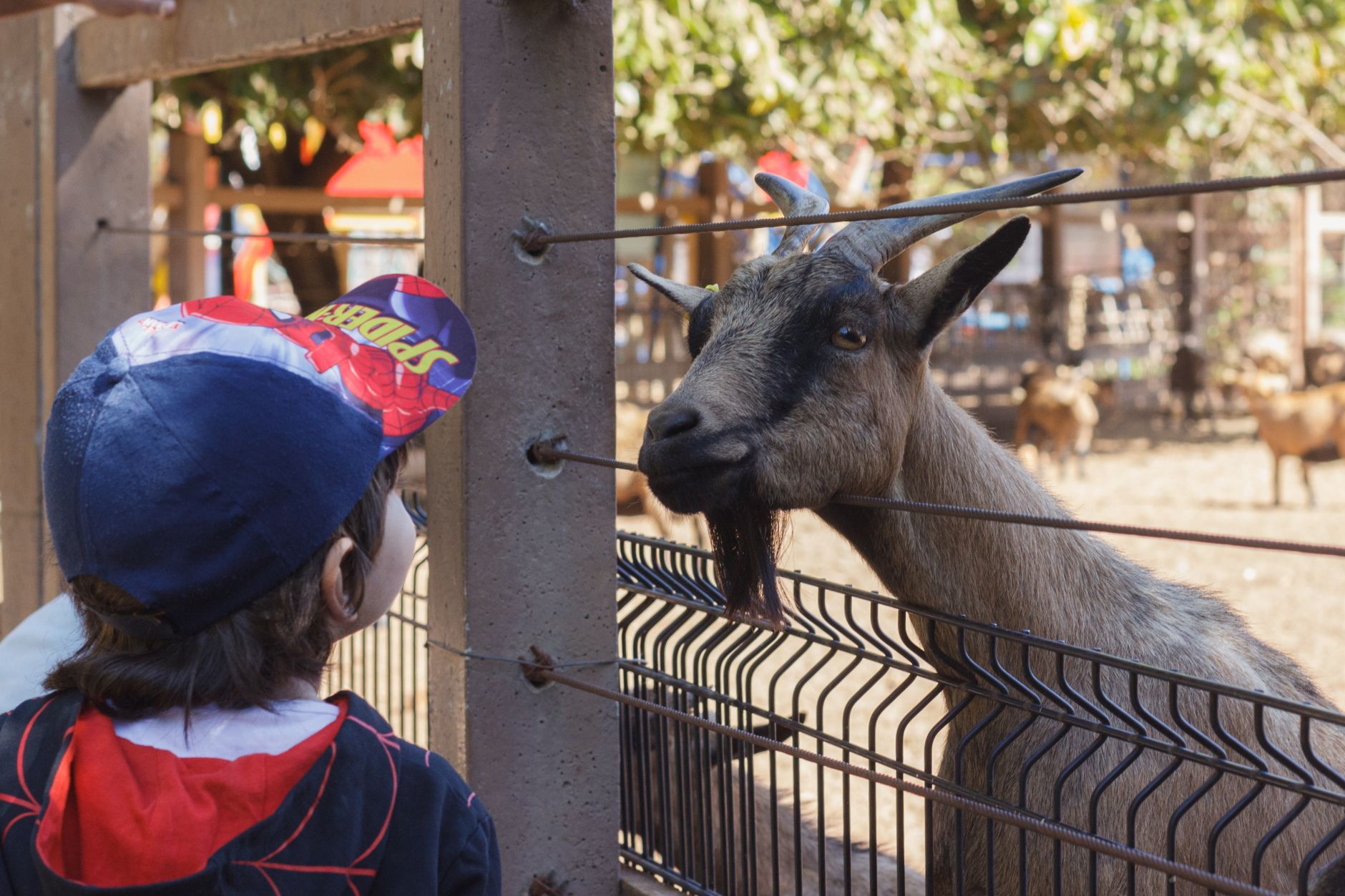 Les meilleurs parcs animaliers en — parc animalier Dordogne visite en famille