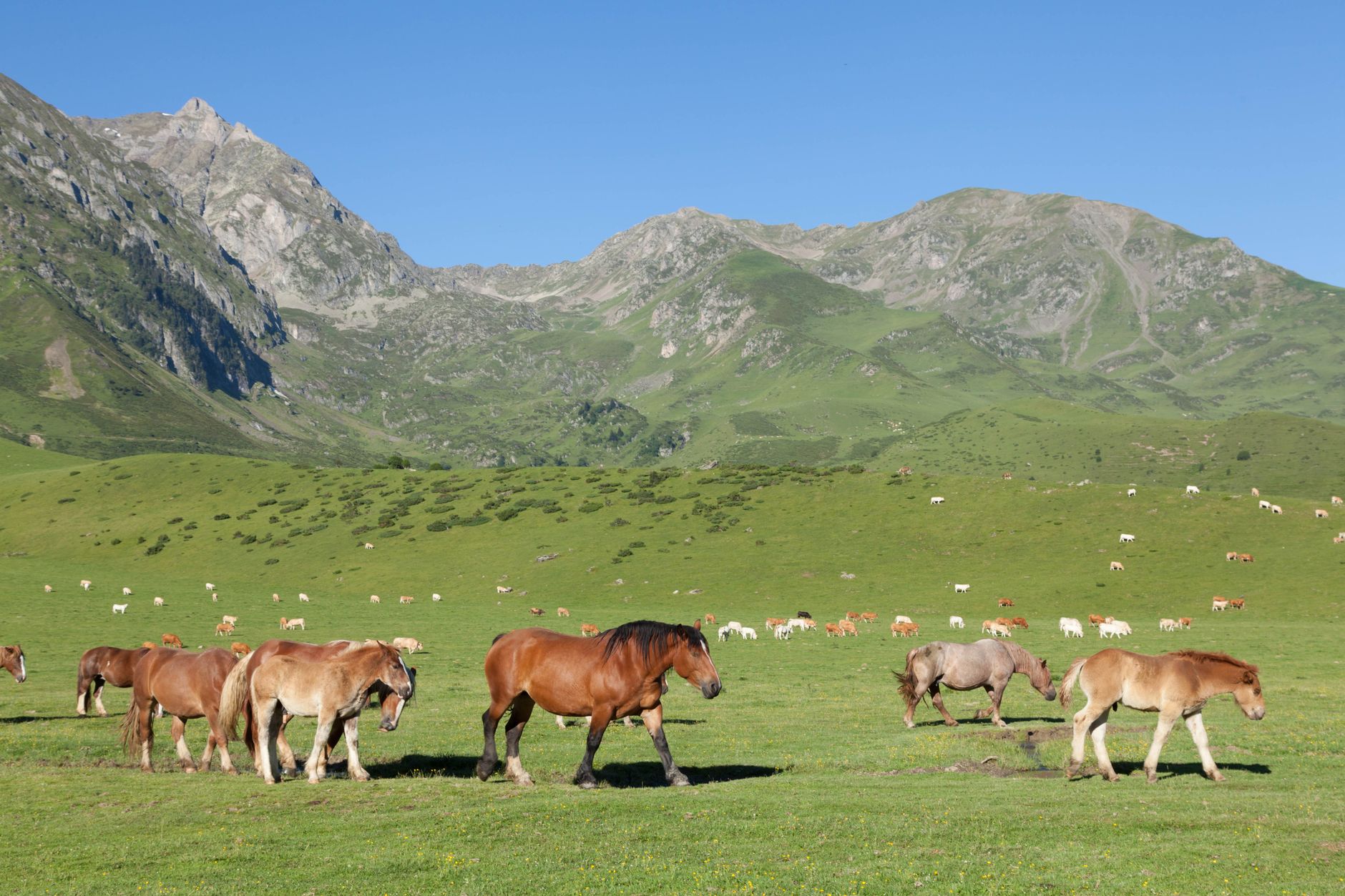 Parc animalier des Pyrénées à Argelès-Gazost : ce que la visite permet de voir — parc animalier montagnes Pyrénées