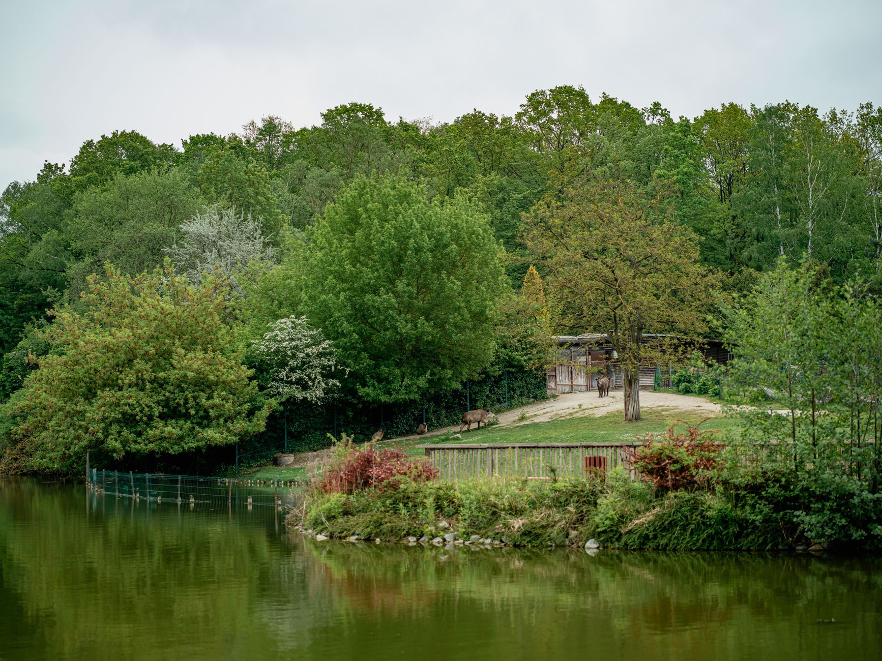 Parc de l’Auxois : les informations utiles avant la visite — animaux sauvages parc en Bourgogne