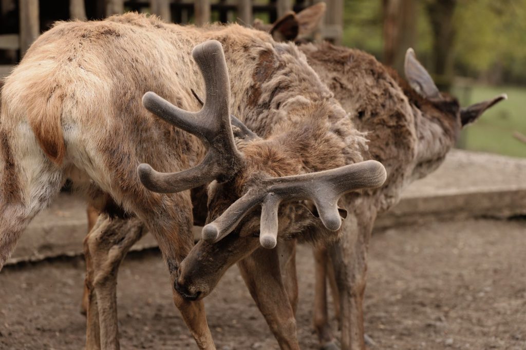 Parc de l'Auxois tarifs, horaires — animaux sauvages parc en Bourgogne